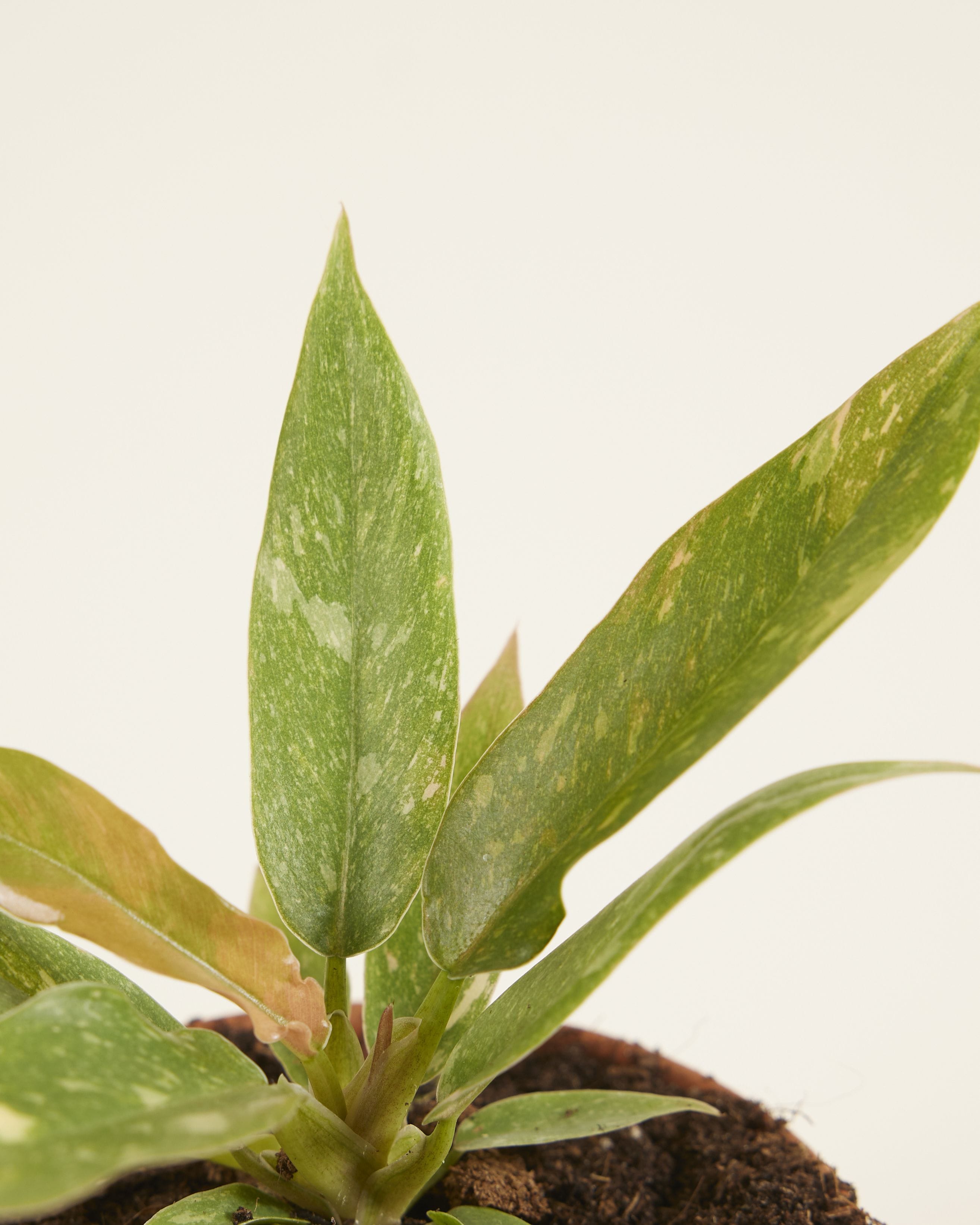 Baby Philodendron Ring of Fire