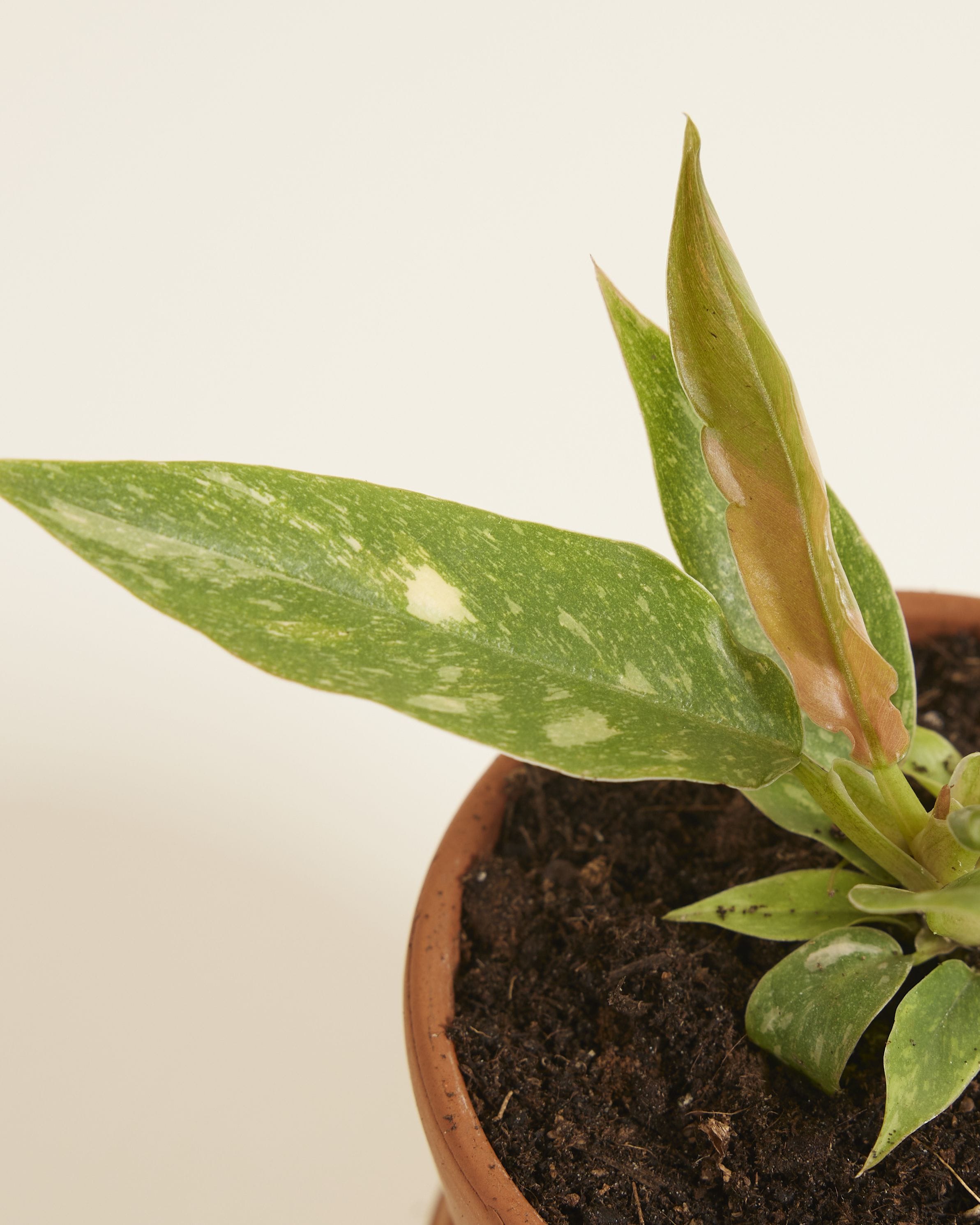 Baby Philodendron Ring of Fire