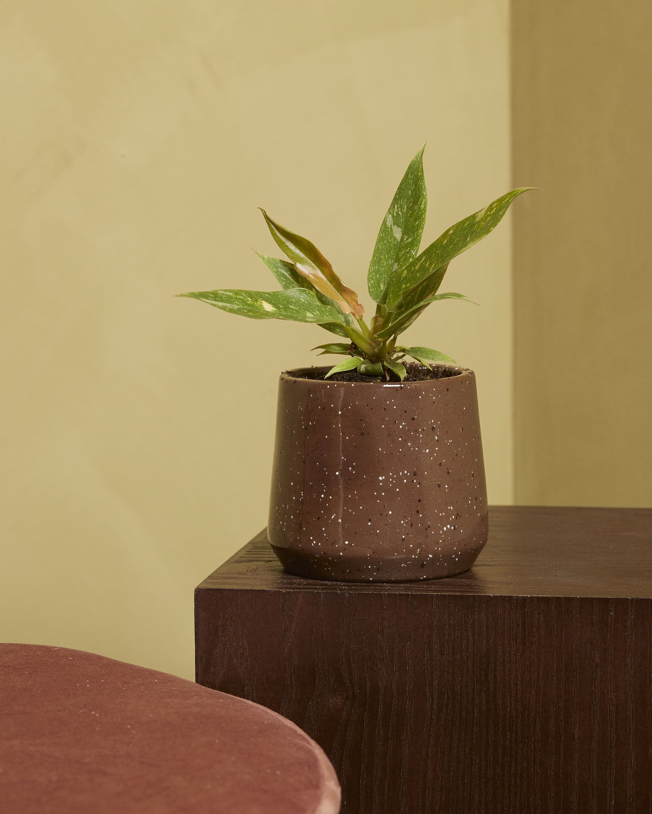 Baby Philodendron Ring of Fire