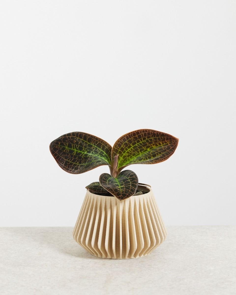 Baby Jewel Orchid Macodes Lowii