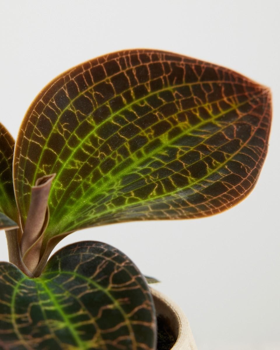 Baby Jewel Orchid Macodes Lowii