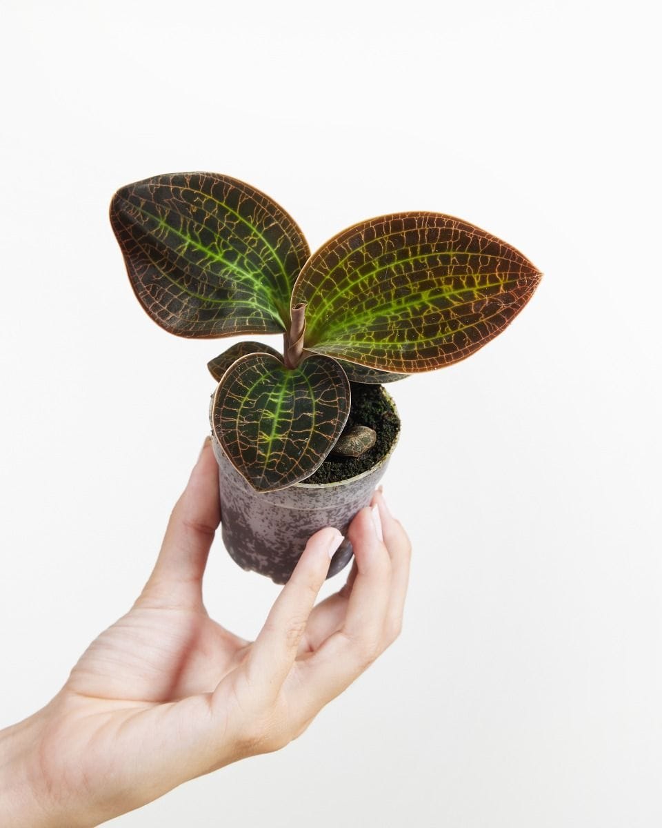 Baby Jewel Orchid Macodes Lowii