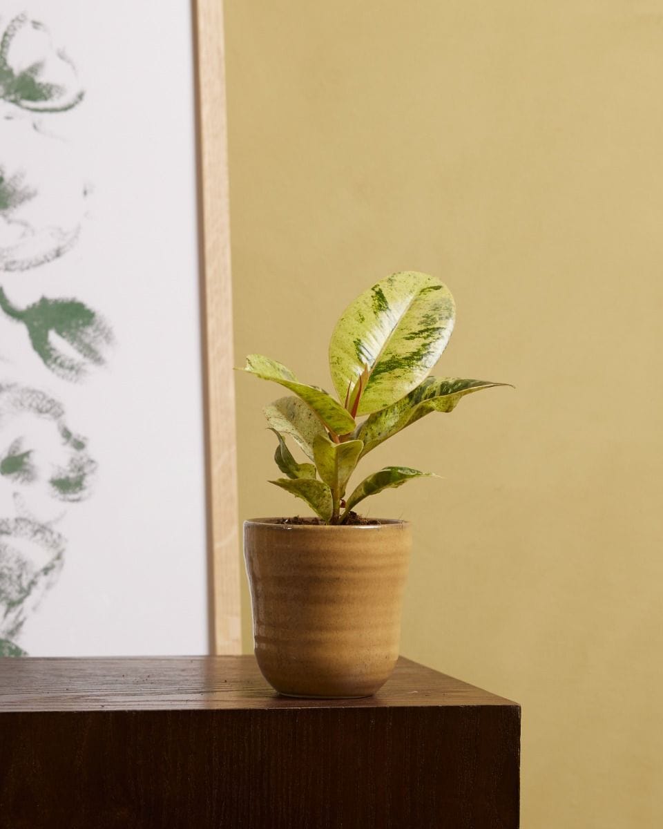 Bebé Ficus Shivereana Moonshine