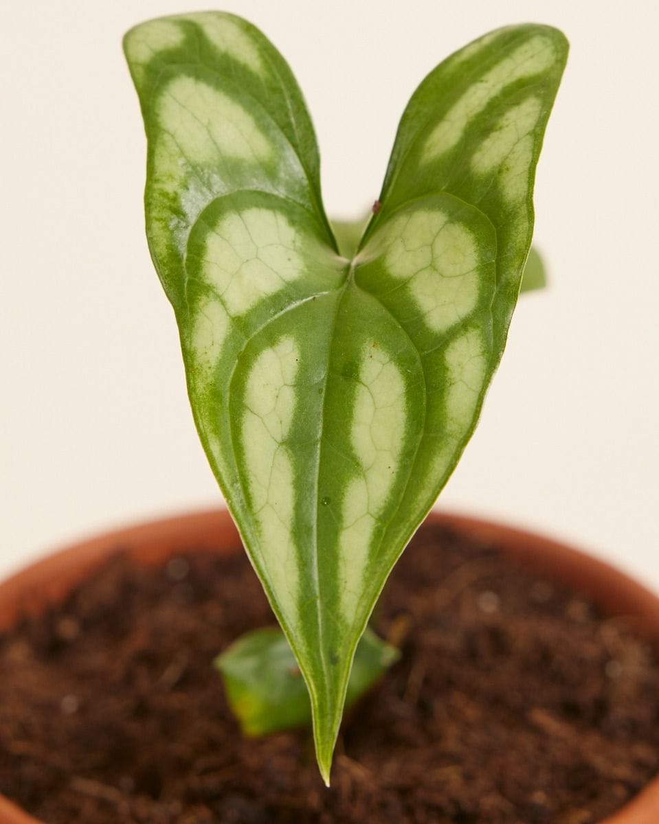 Cercestis Mirabilis