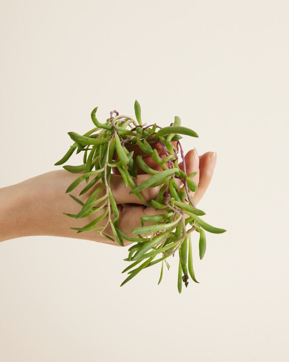 Baby Senecio Herreianus Purple Flush