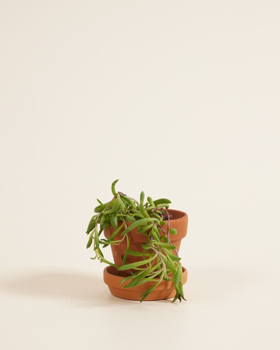 Baby Senecio Herreianus Purple Flush