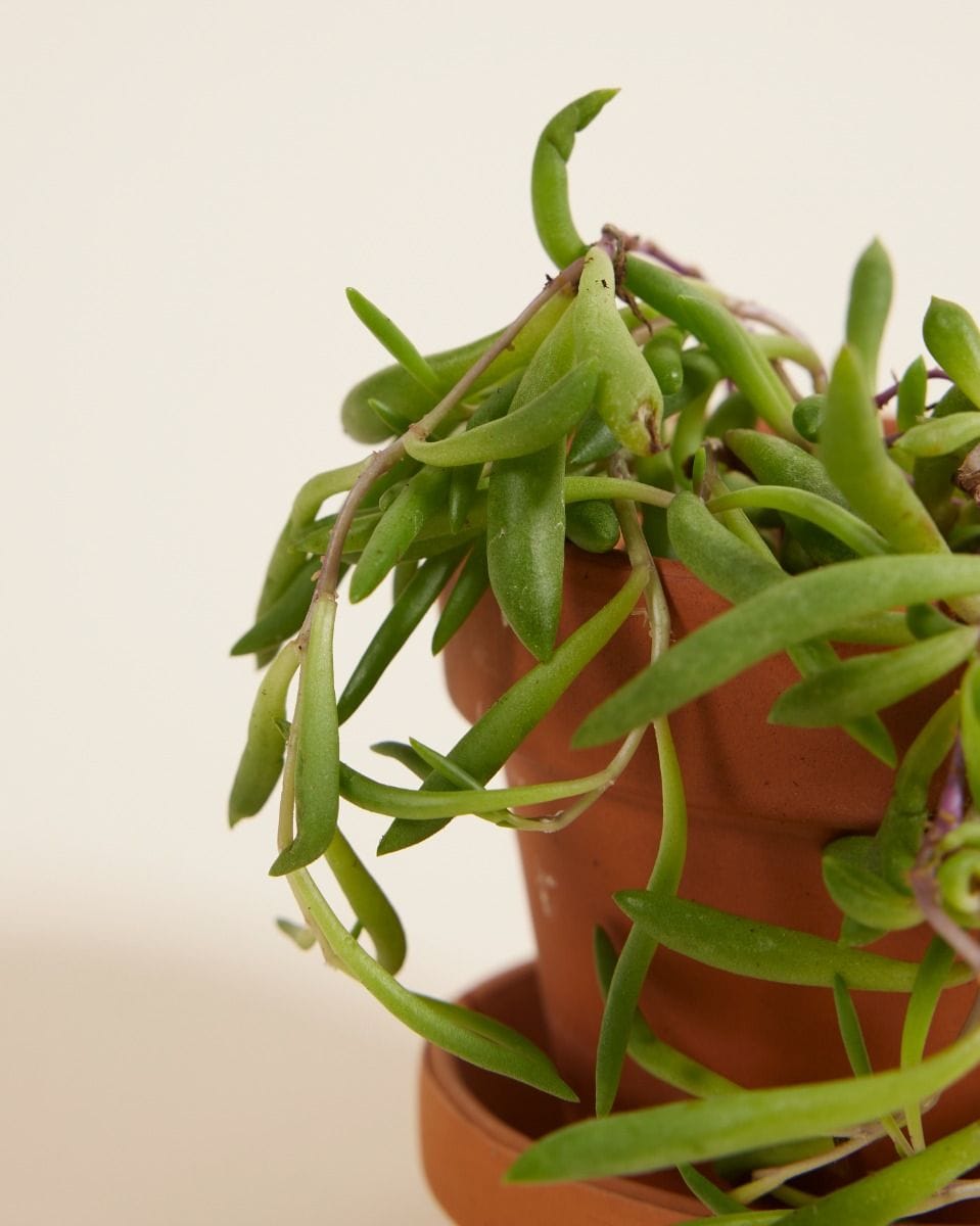 Baby Senecio Herreianus Purple Flush