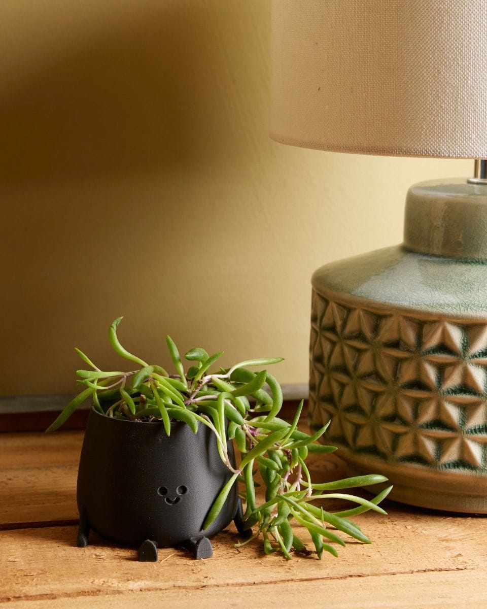 Baby Senecio Herreianus Purple Flush