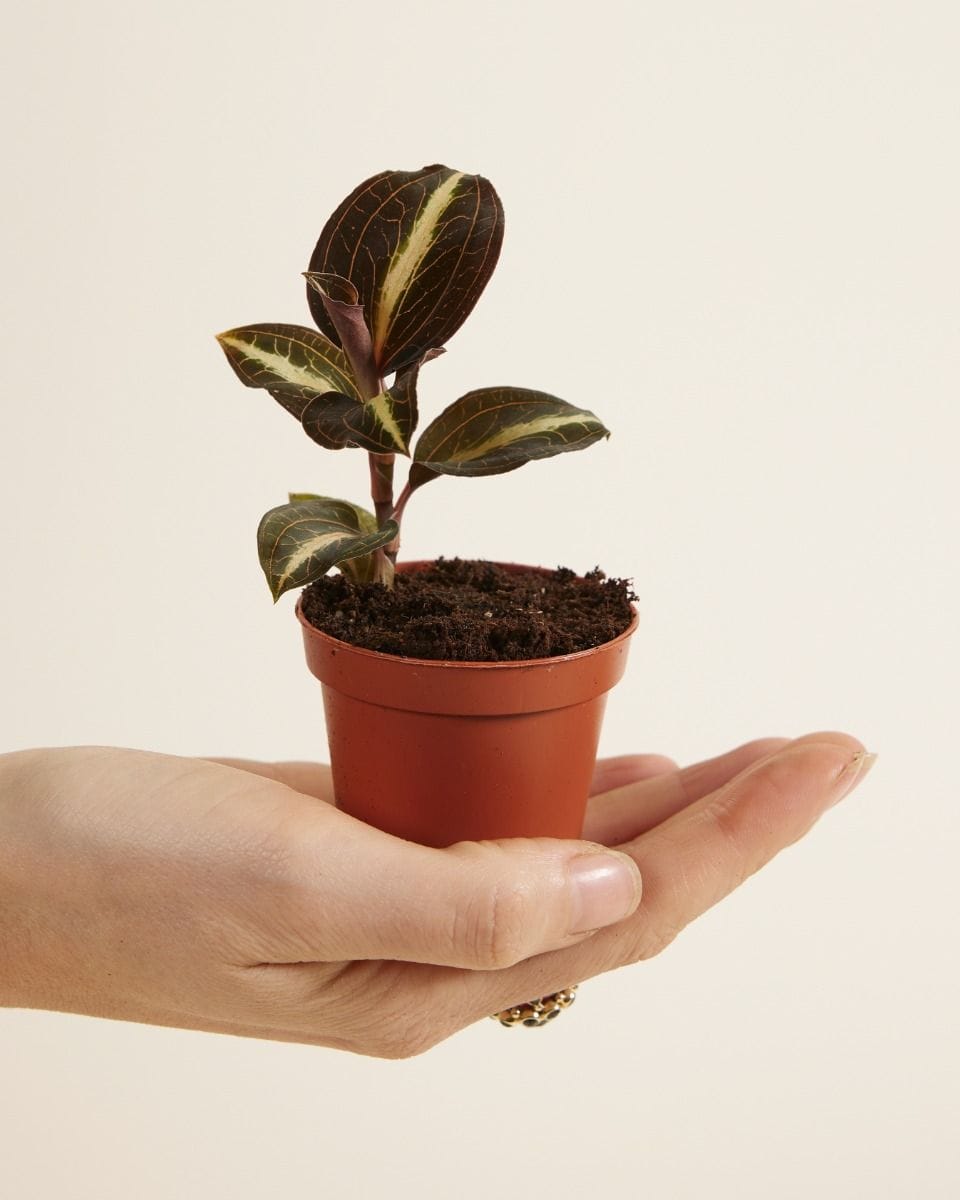 Baby Jewel Orchid Moonstone