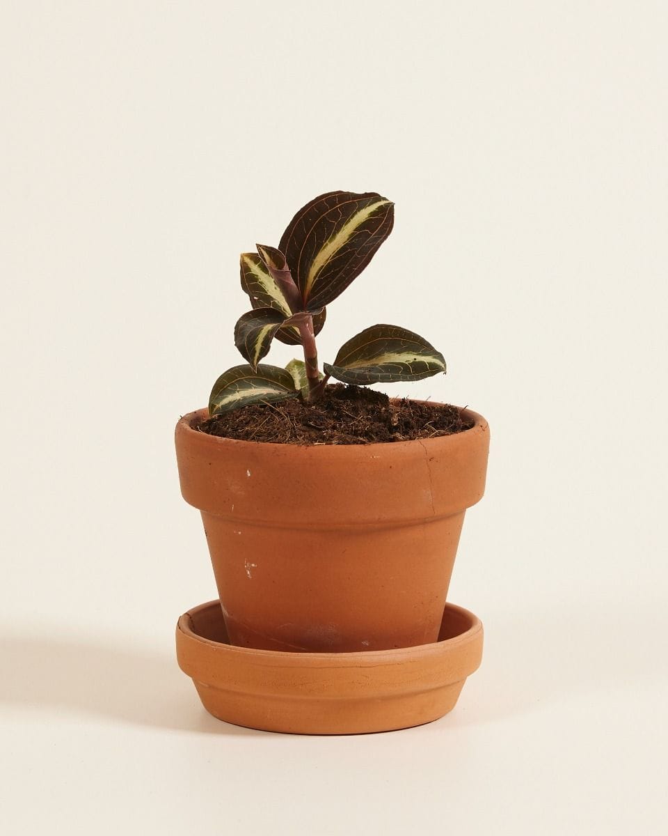 Baby Jewel Orchid Moonstone