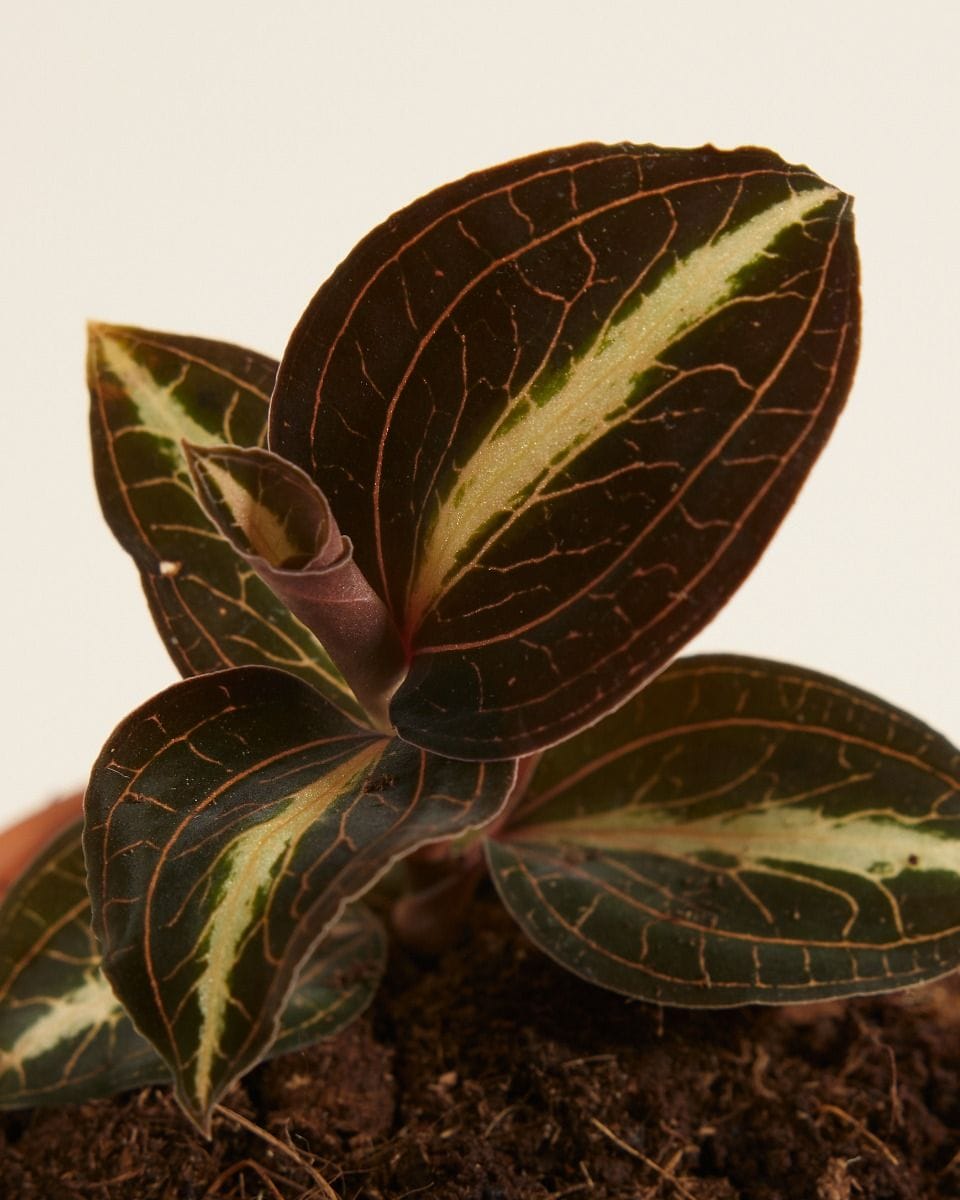 Baby Jewel Orchid Moonstone