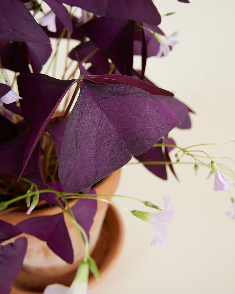 Baby Oxalis Oxalis Tuber - Triangularis 'Burgundy Wine'