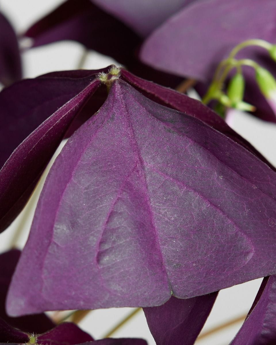 Baby Oxalis Oxalis Tuber - Triangularis 'Burgundy Wine'