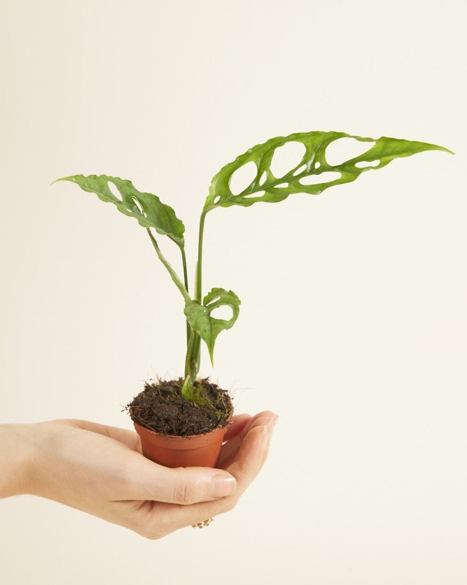 Dziecko Monstera Obliqua