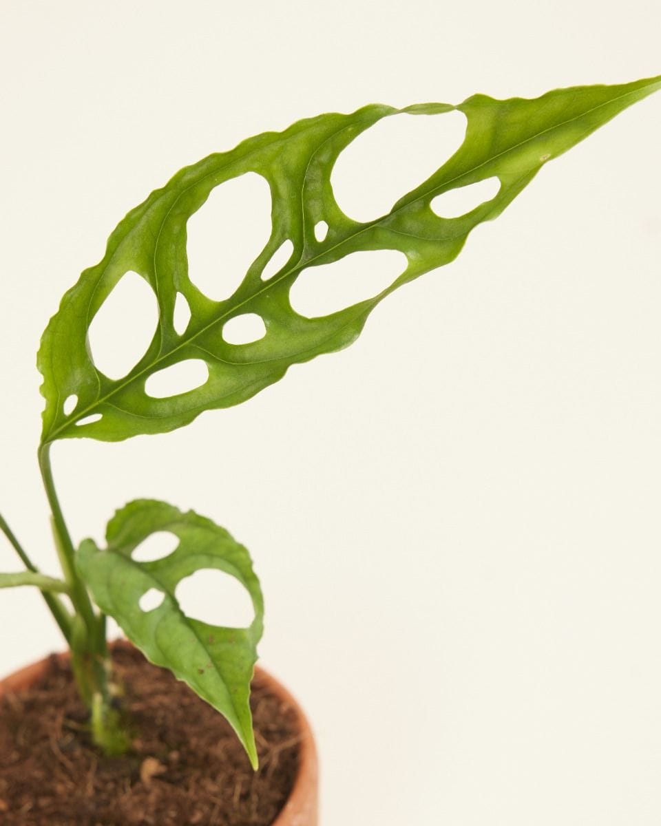 Dziecko Monstera Obliqua