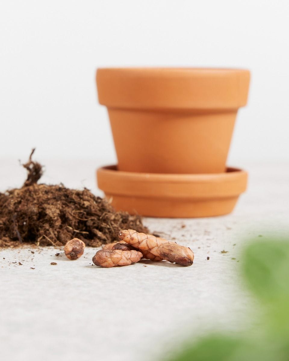 Oxalis Tuber - Triangularis 