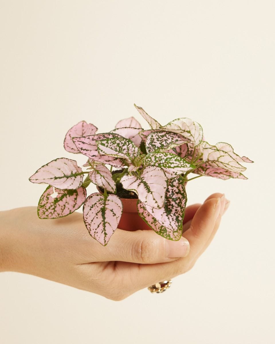 Bebé Hypoestes Phyllostachya Pink