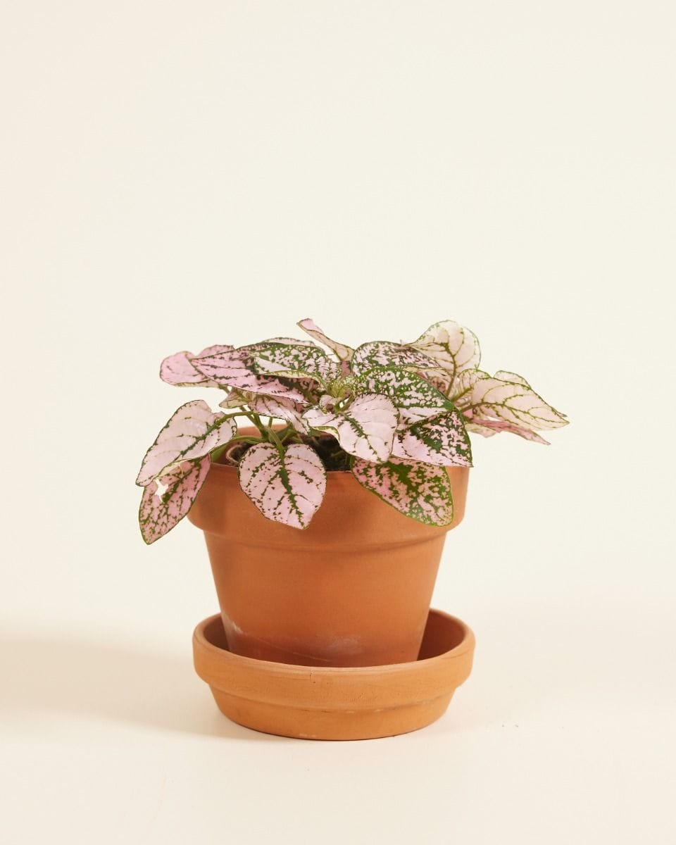 Bebé Hypoestes Phyllostachya Pink