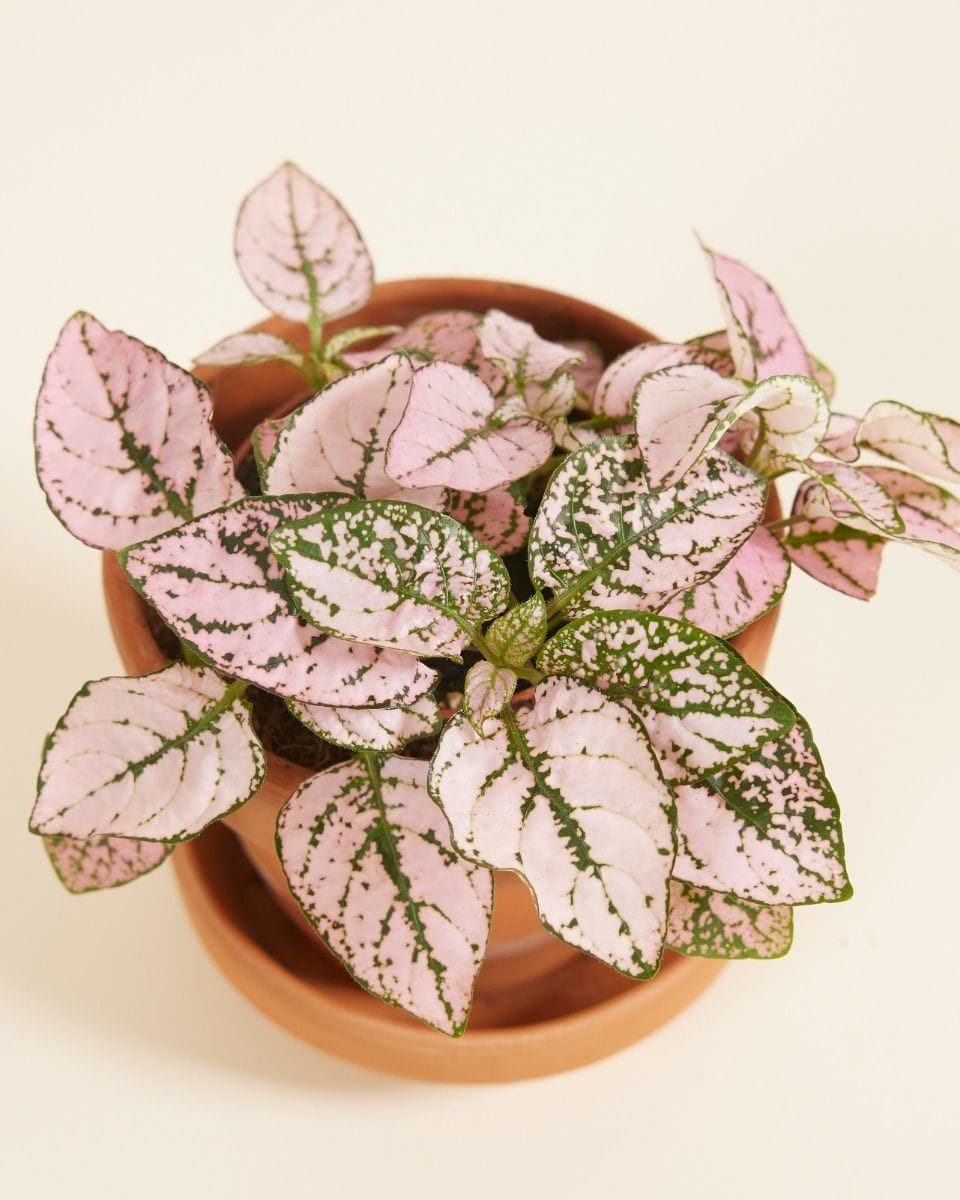 Bebé Hypoestes Phyllostachya Pink