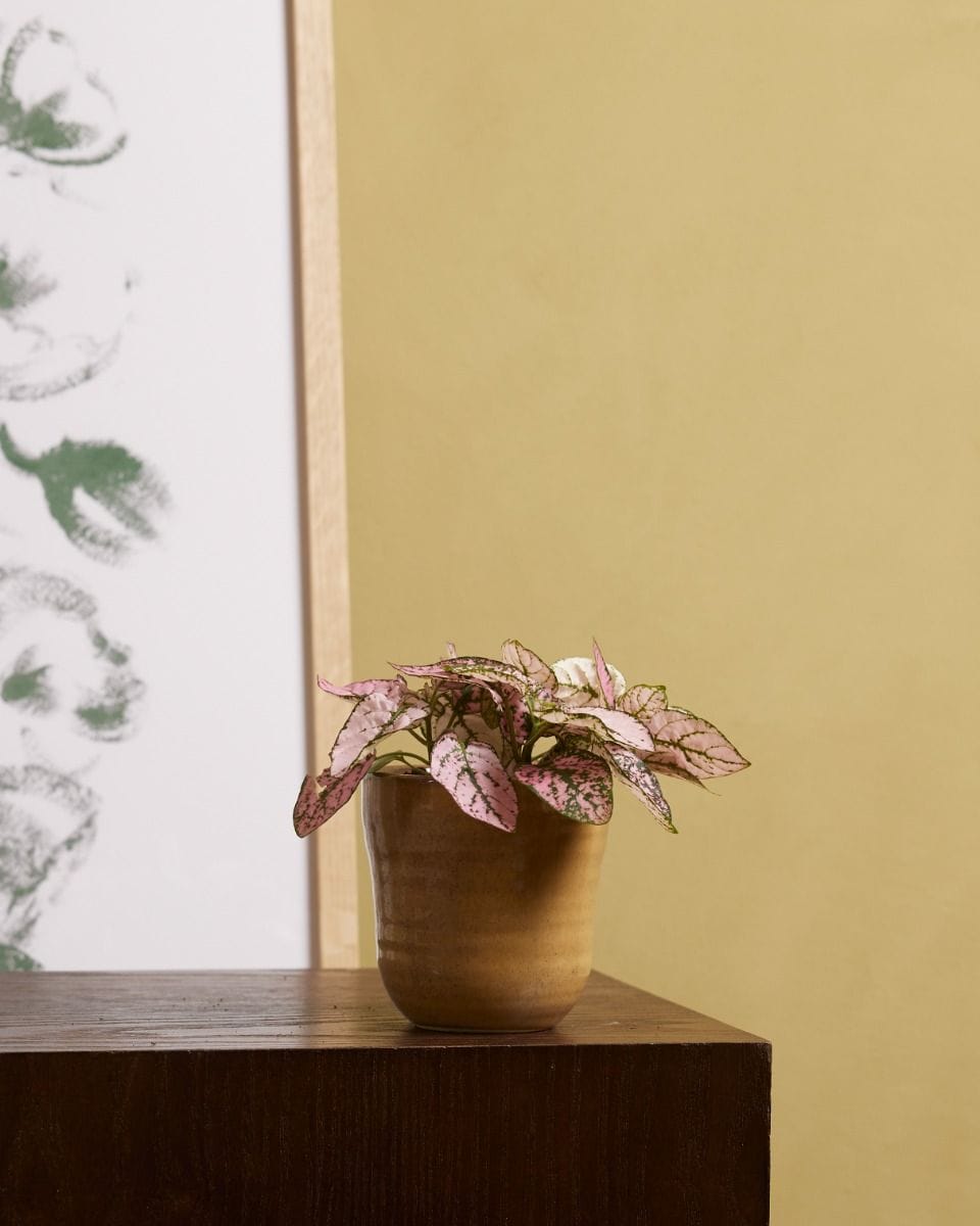 Bebé Hypoestes Phyllostachya Pink