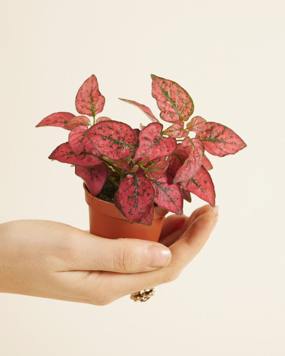 Baby Hypoestes Phyllostachya Red