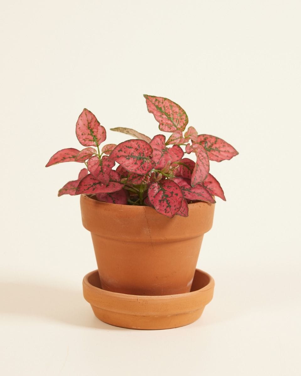 Baby Hypoestes Phyllostachya Red