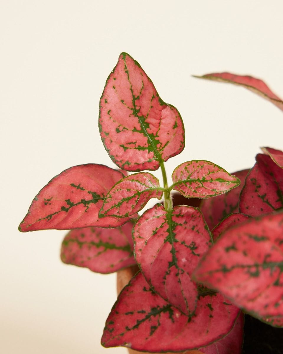 Baby Hypoestes Phyllostachya Red