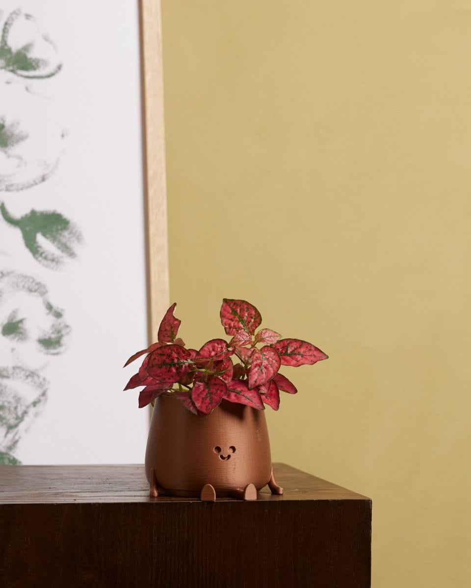 Baby Hypoestes Phyllostachya Red