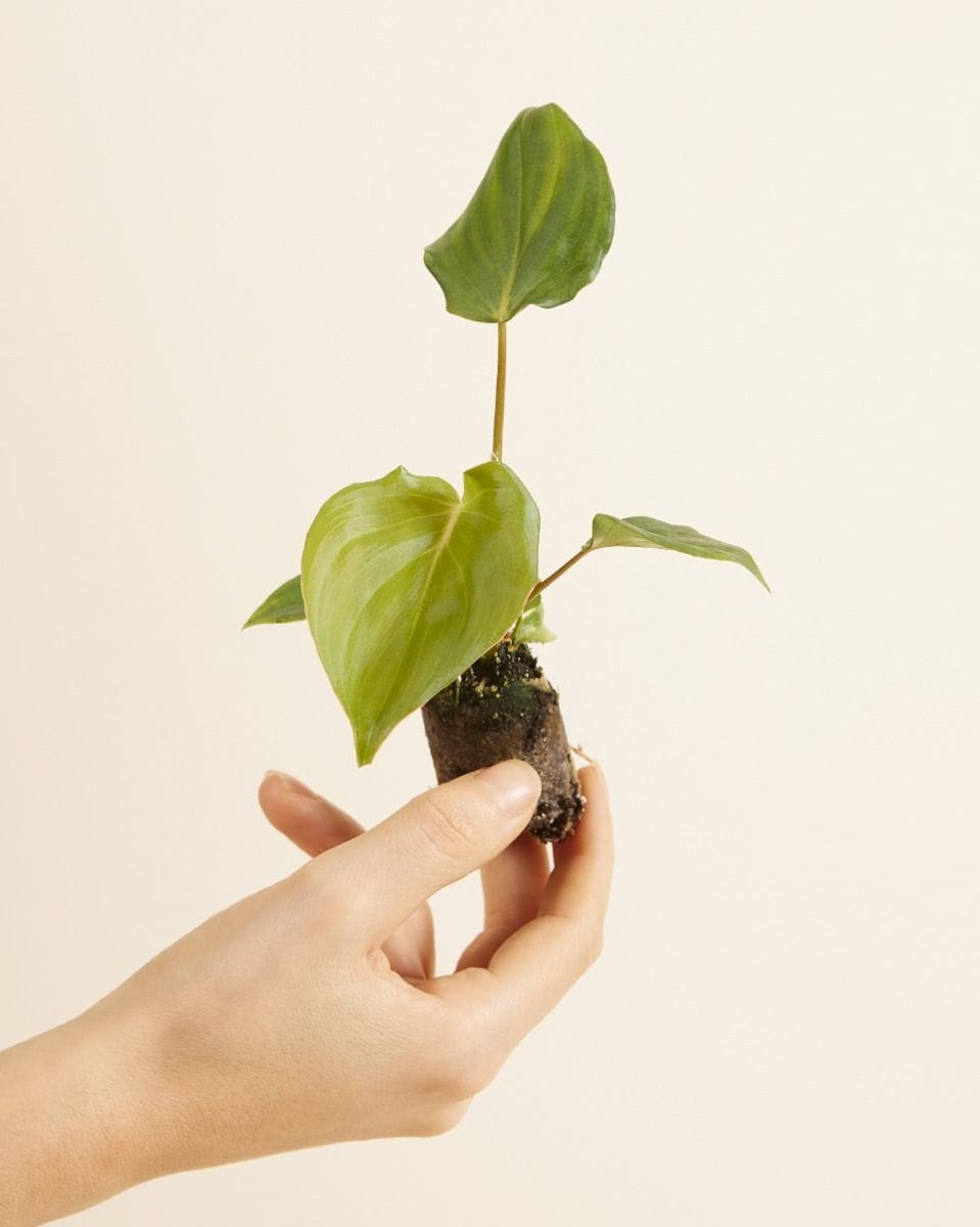 Baby Philodendron Filodendro McDowell