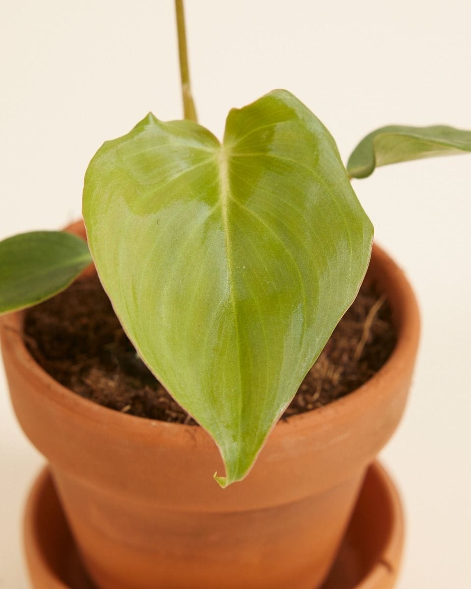 Baby Philodendron Filodendro McDowell