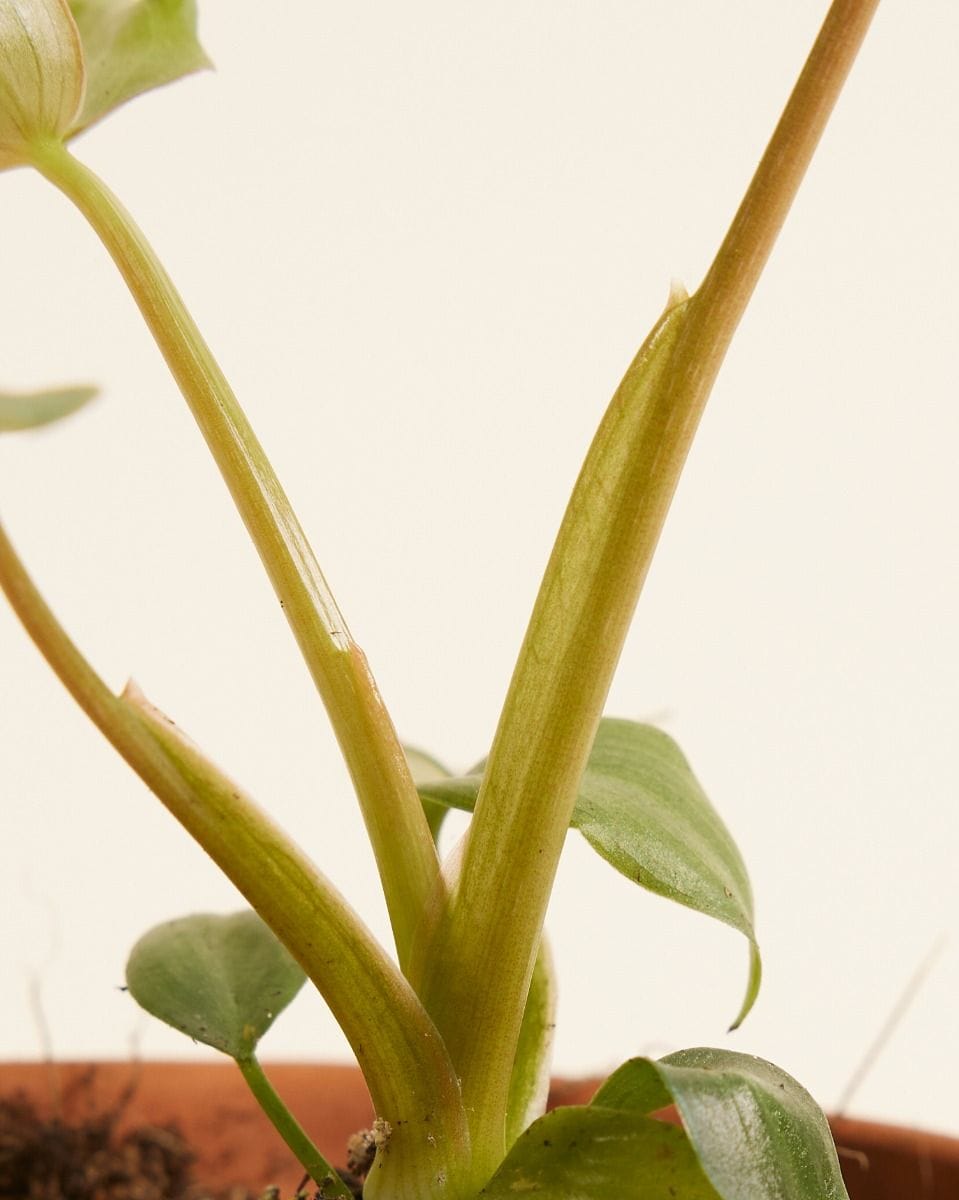 Baby Philodendron Filodendro McDowell