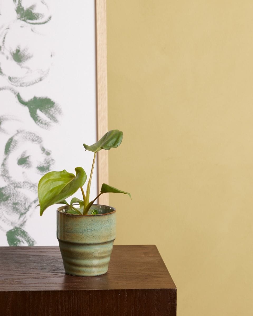 Baby Philodendron Filodendro McDowell