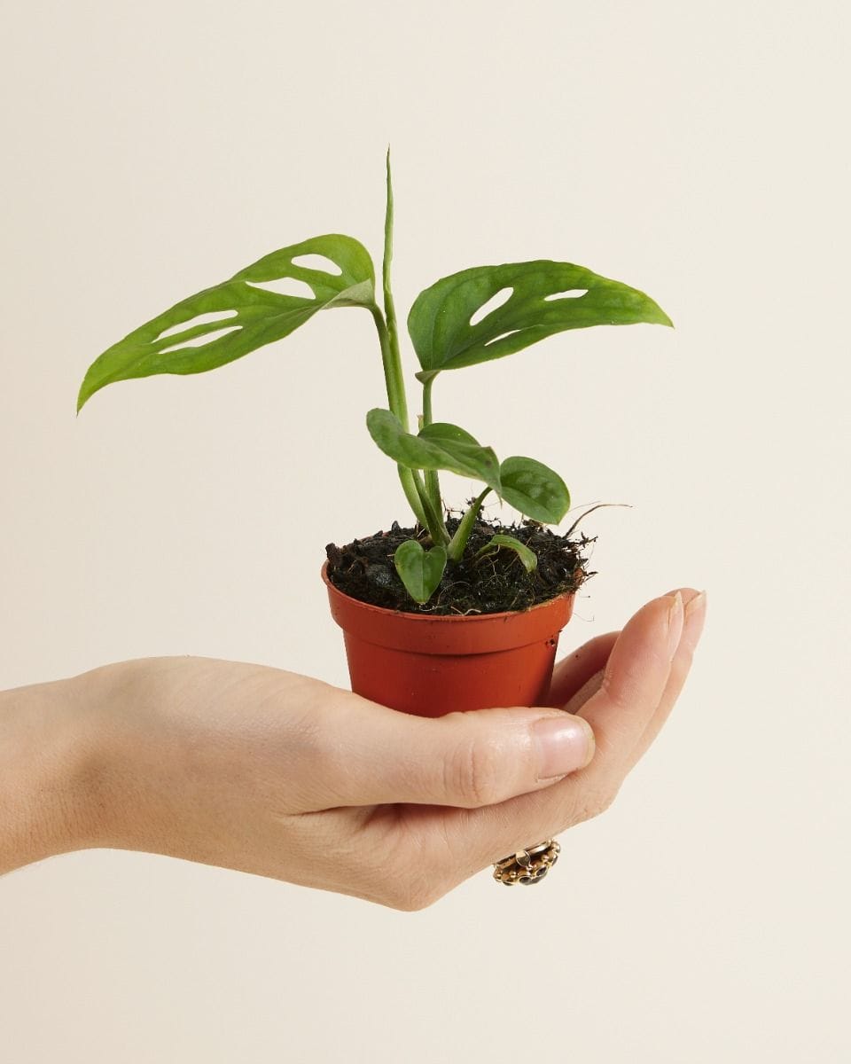 Baby Monstera Fensterblatt Esqueleto