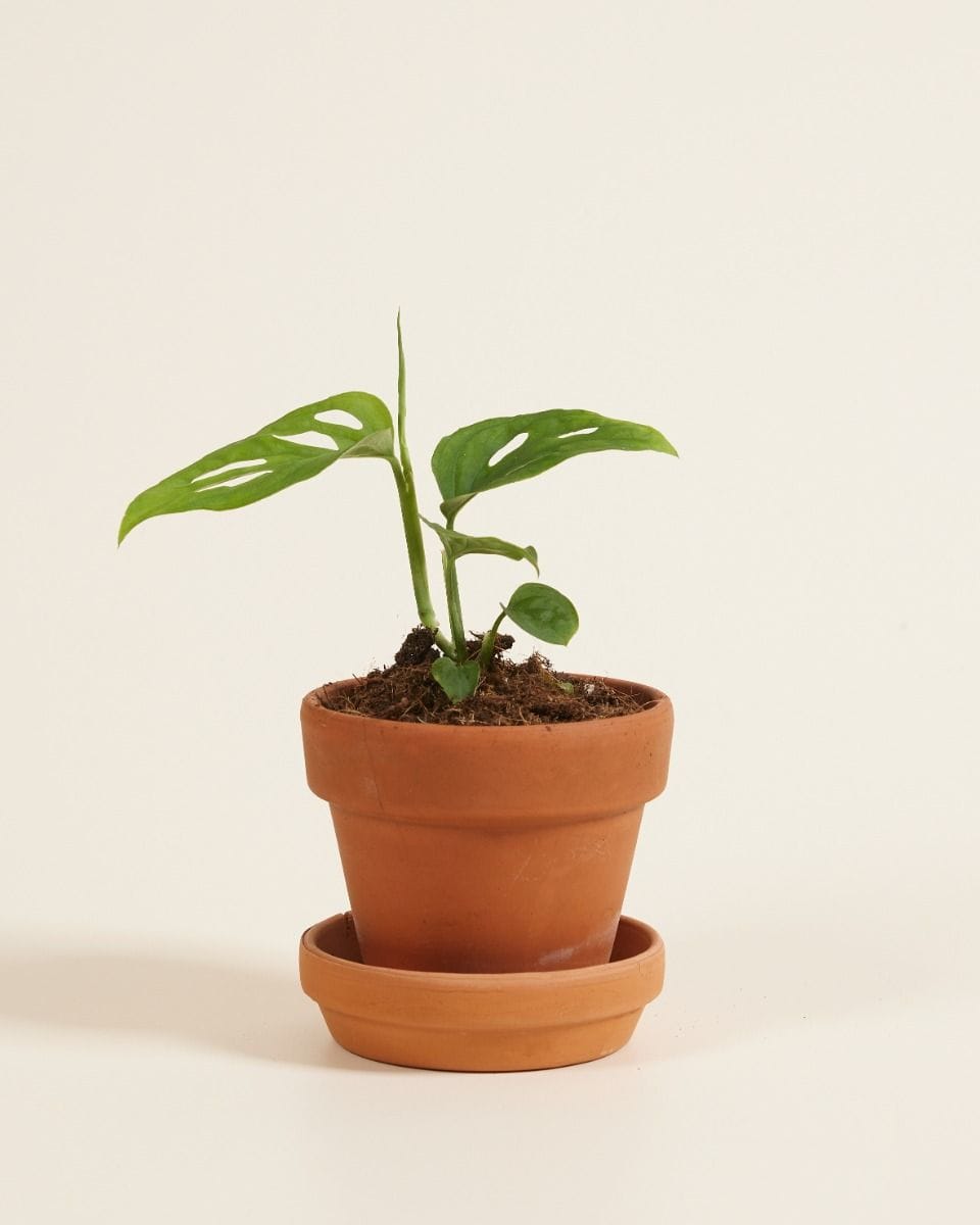 Baby Monstera Fensterblatt Esqueleto