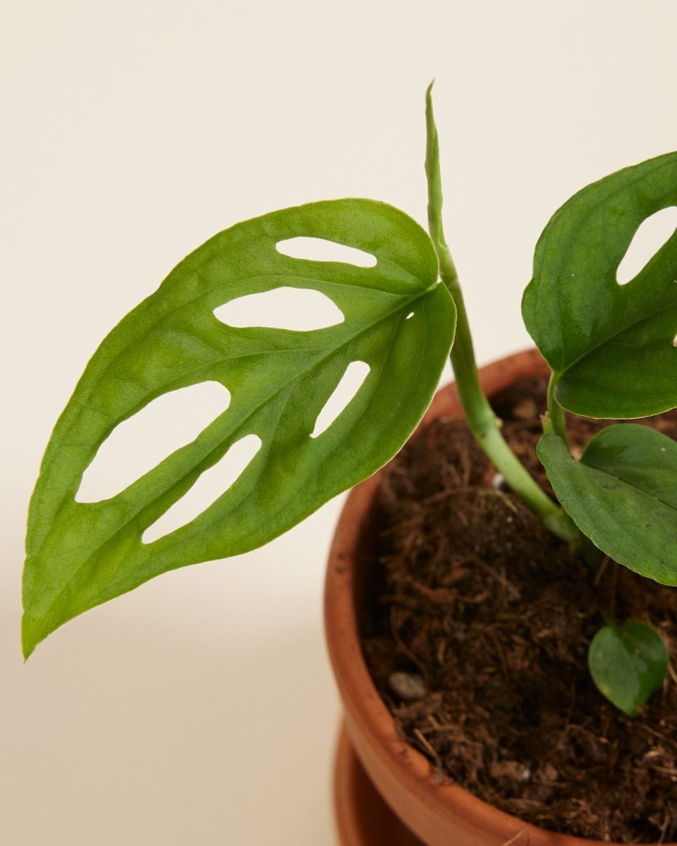 Baby Monstera Fensterblatt Esqueleto