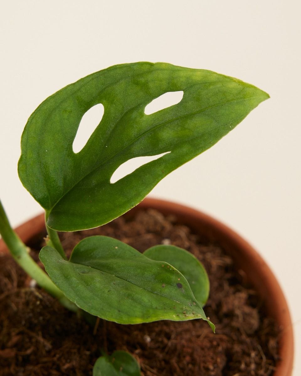 Baby Monstera Fensterblatt Esqueleto