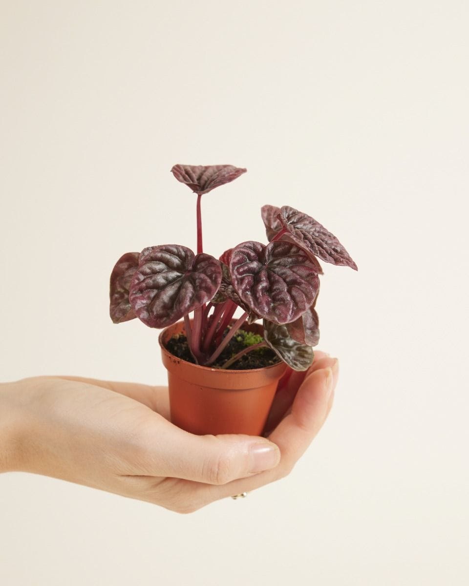 Bebé Peperomia Red Luna