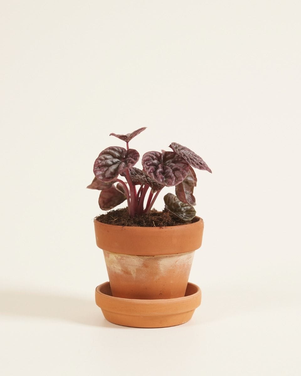 Bebé Peperomia Red Luna