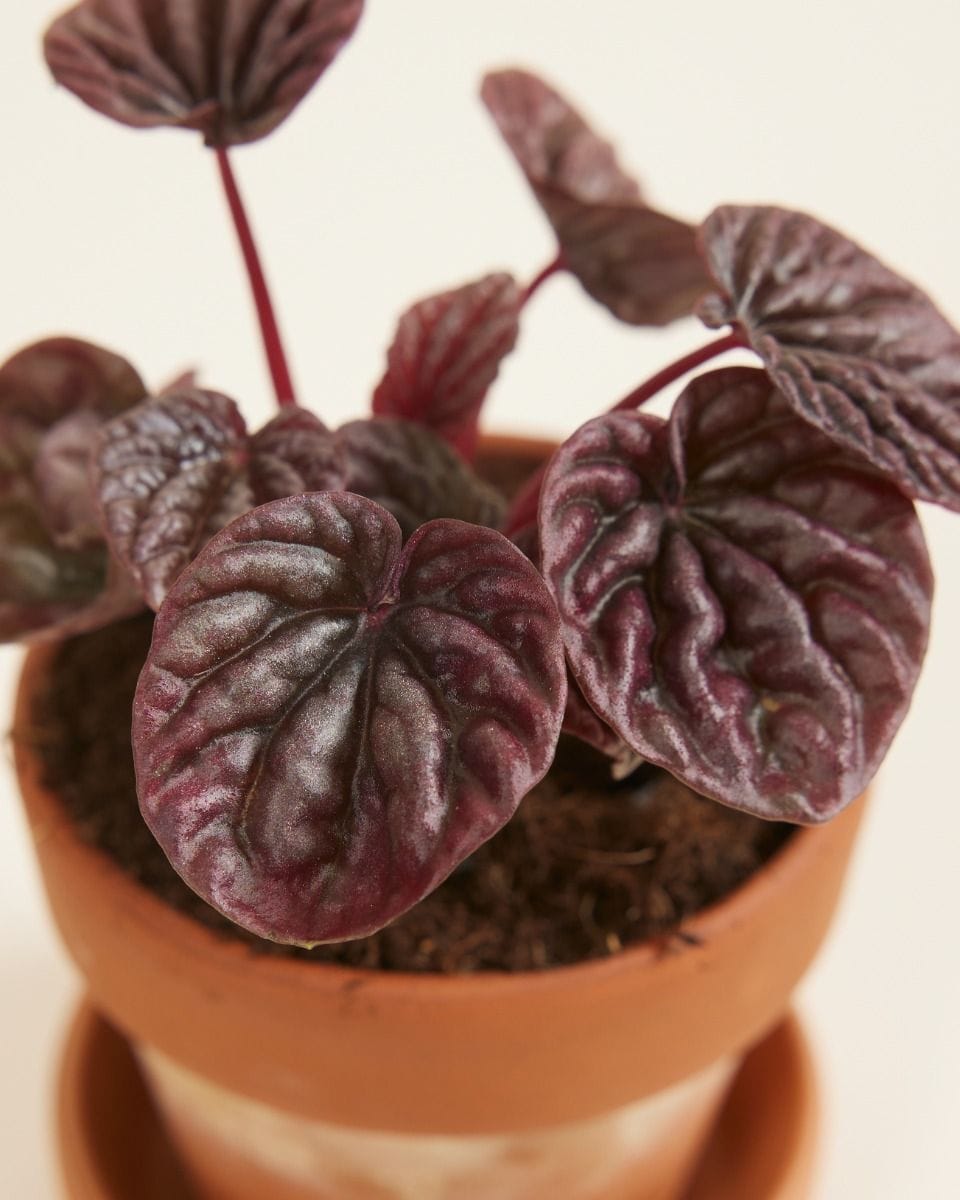 Bebé Peperomia Red Luna