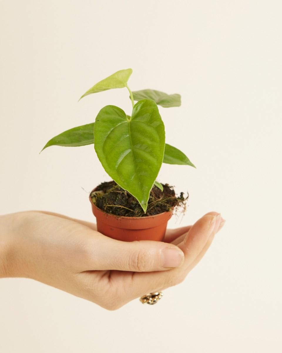 Baby Anthurium Flamingoblumen Balaoanum