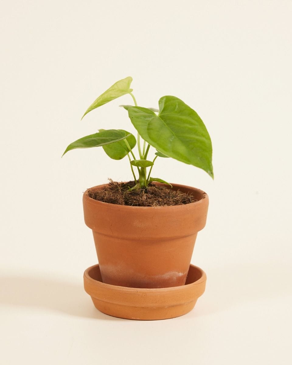 Baby Anthurium Flamingoblumen Balaoanum