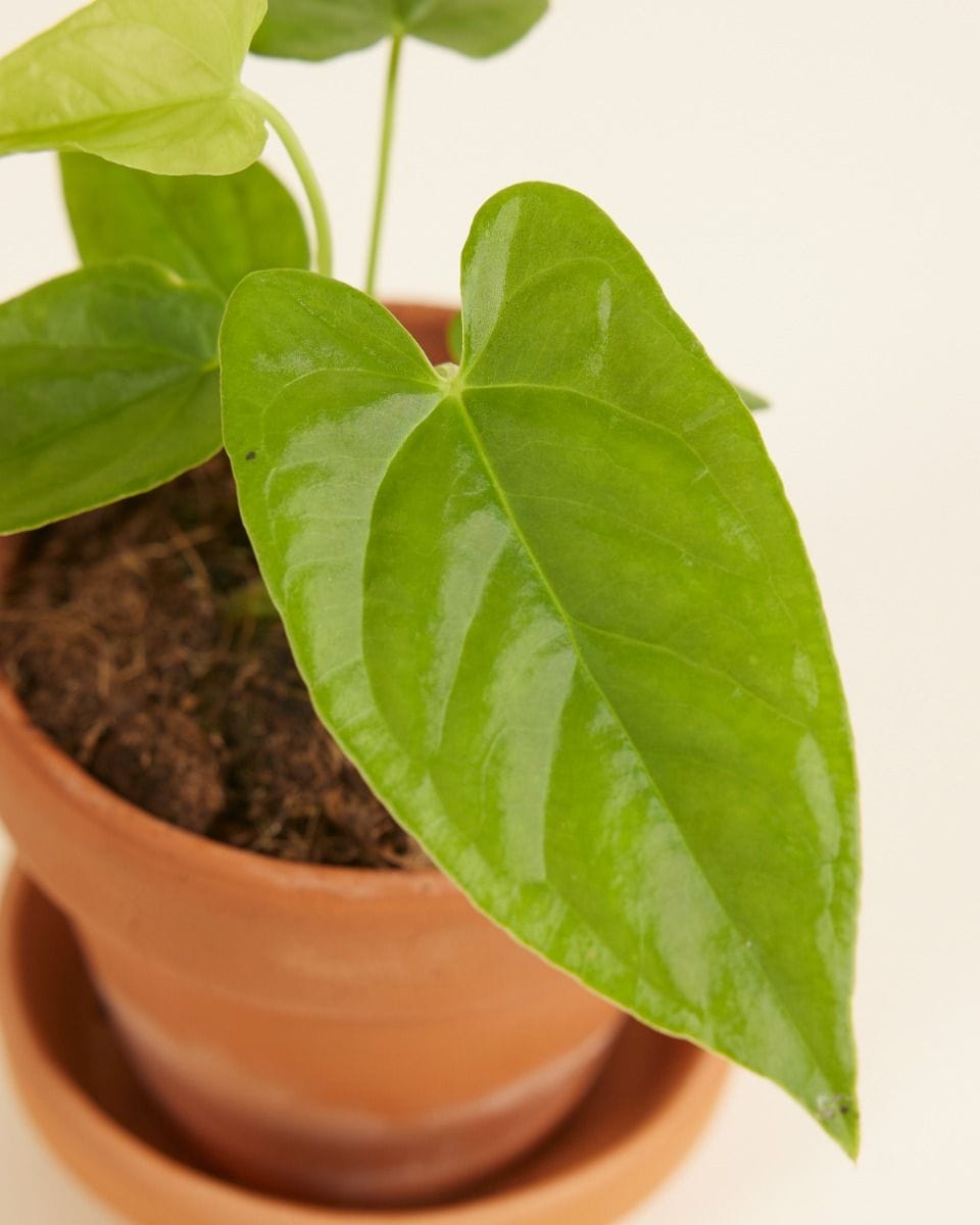 Baby Anthurium Flamingoblumen Balaoanum
