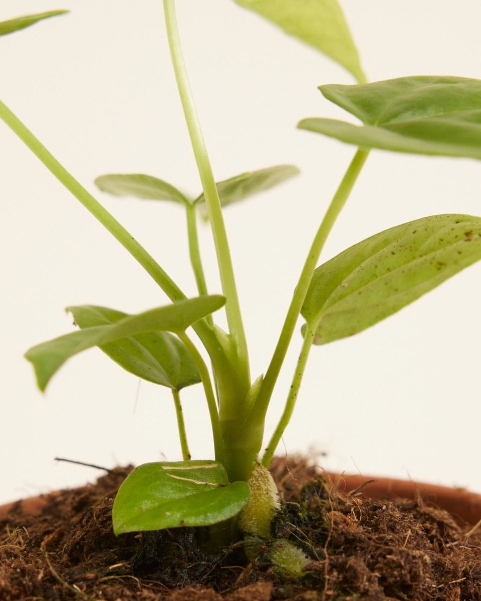 Baby Anthurium Flamingoblumen Balaoanum
