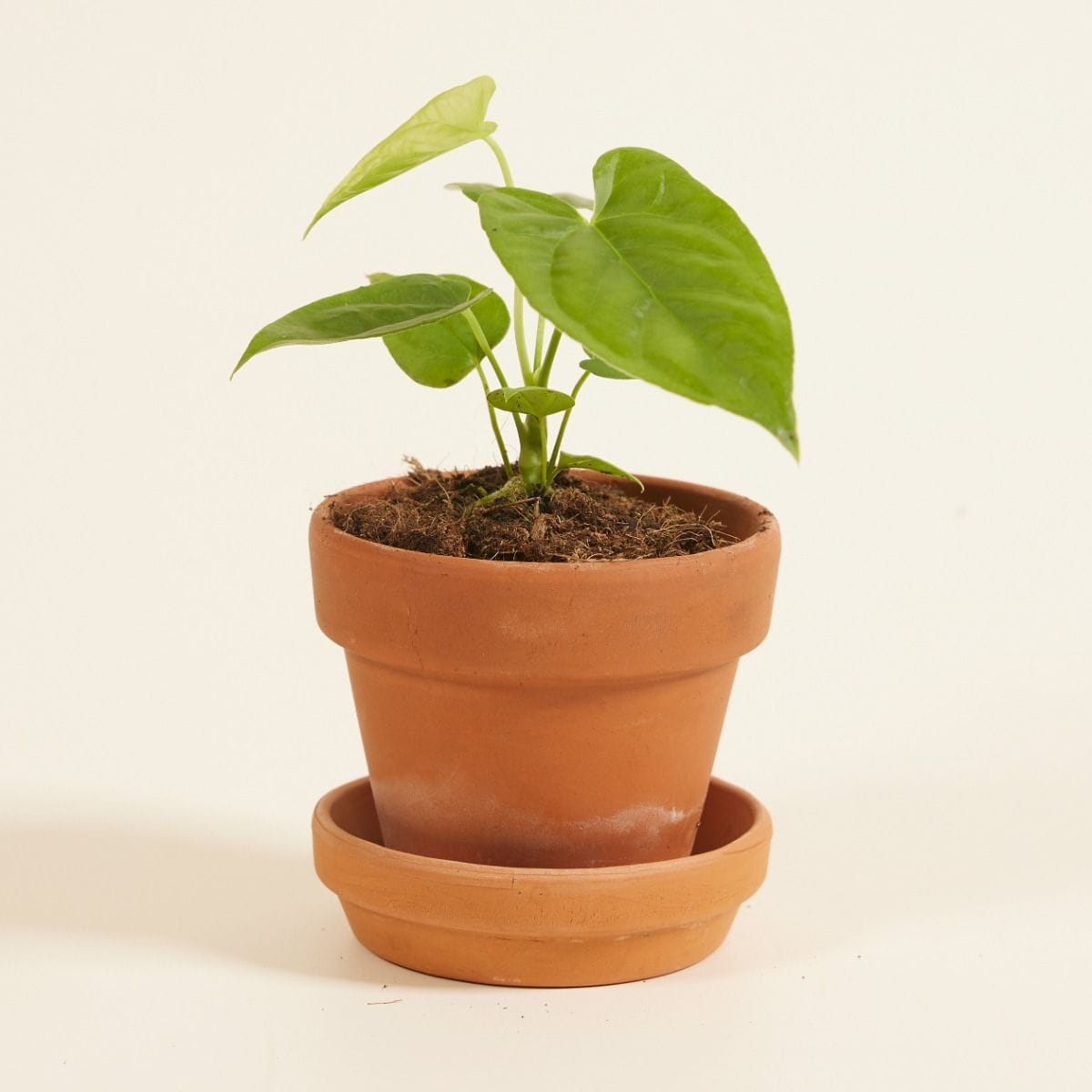 Baby Anthurium Flamingoblumen Balaoanum