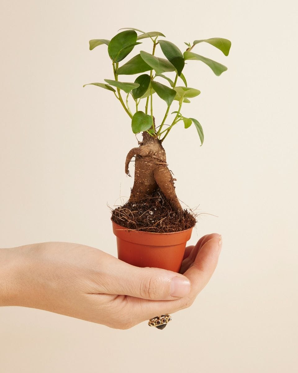 Bebé Ficus Ginseng