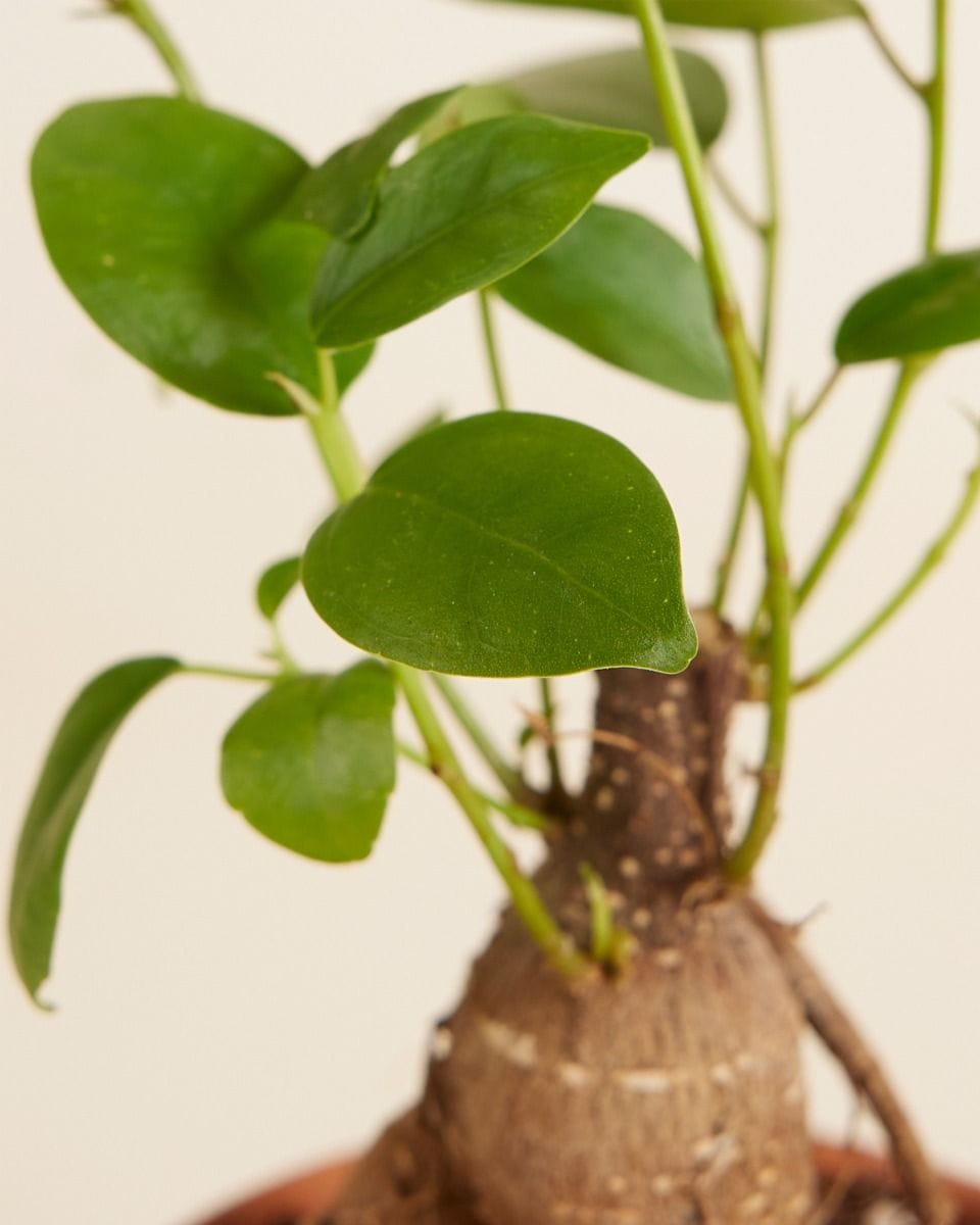 Bebé Ficus Ginseng