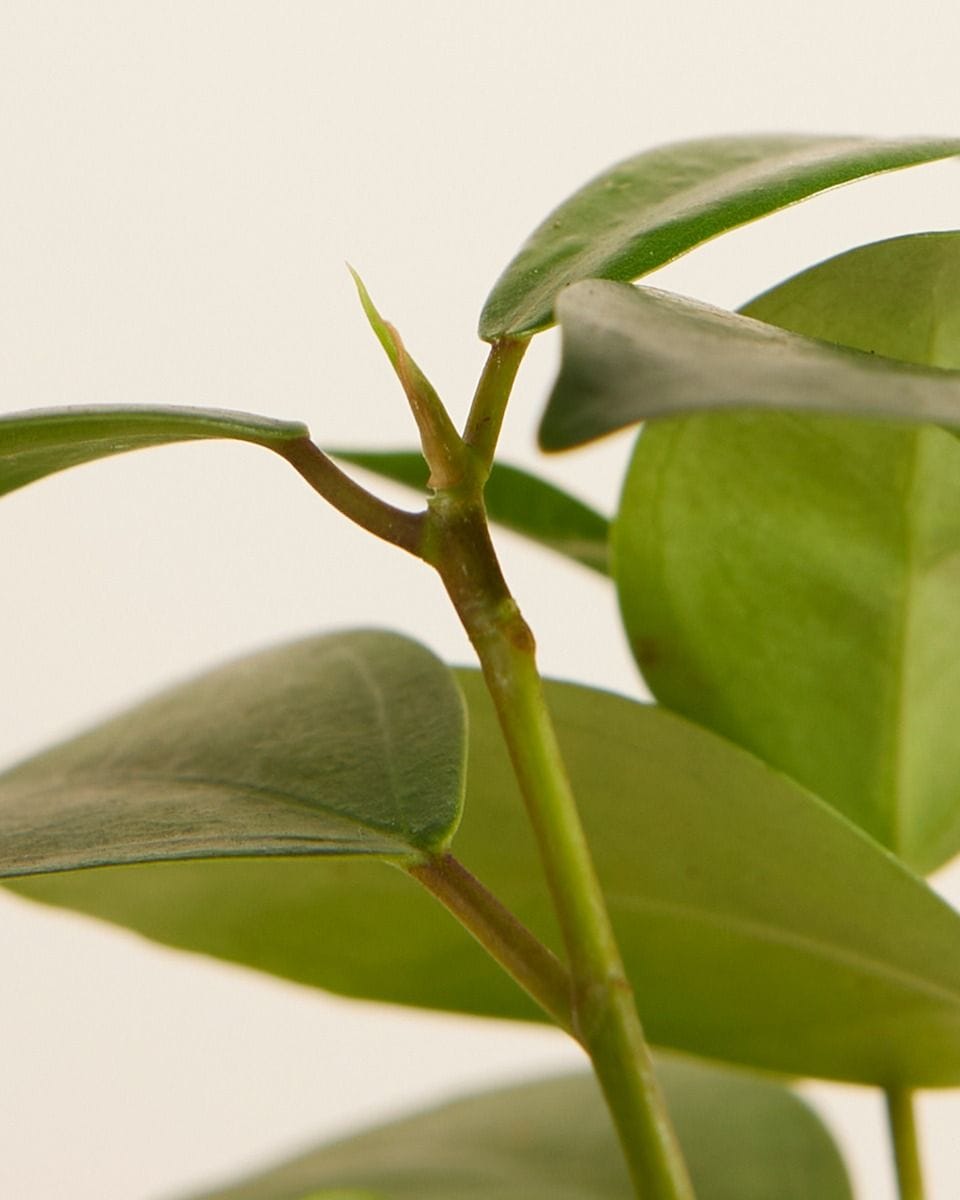 Bebé Ficus Ginseng
