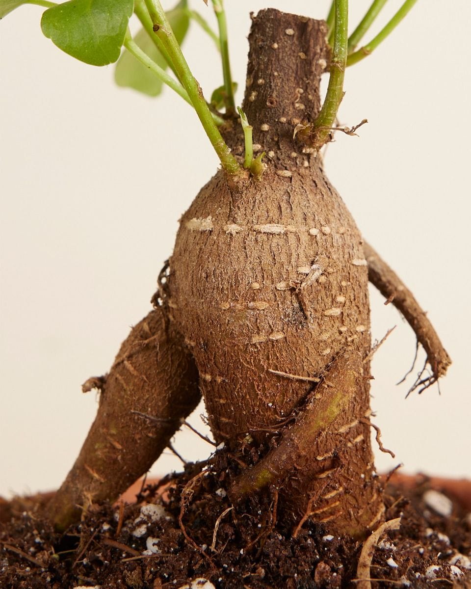Bebé Ficus Ginseng