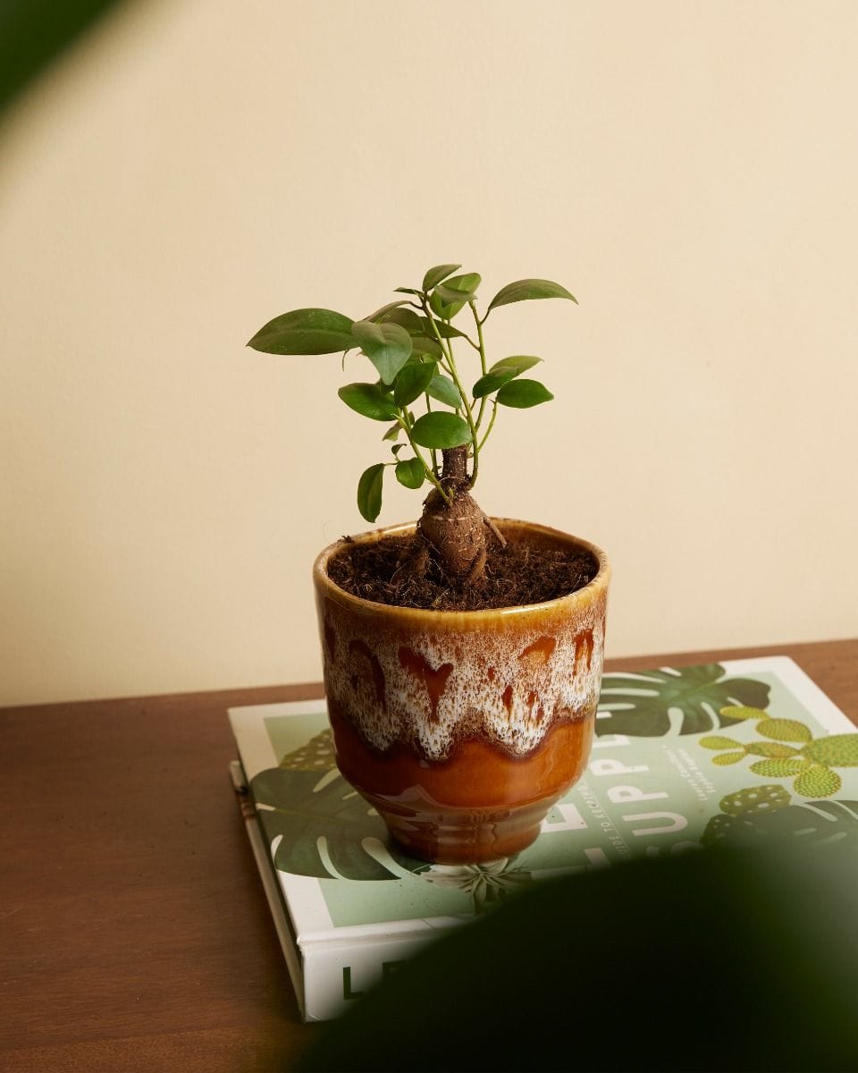 Bebé Ficus Ginseng