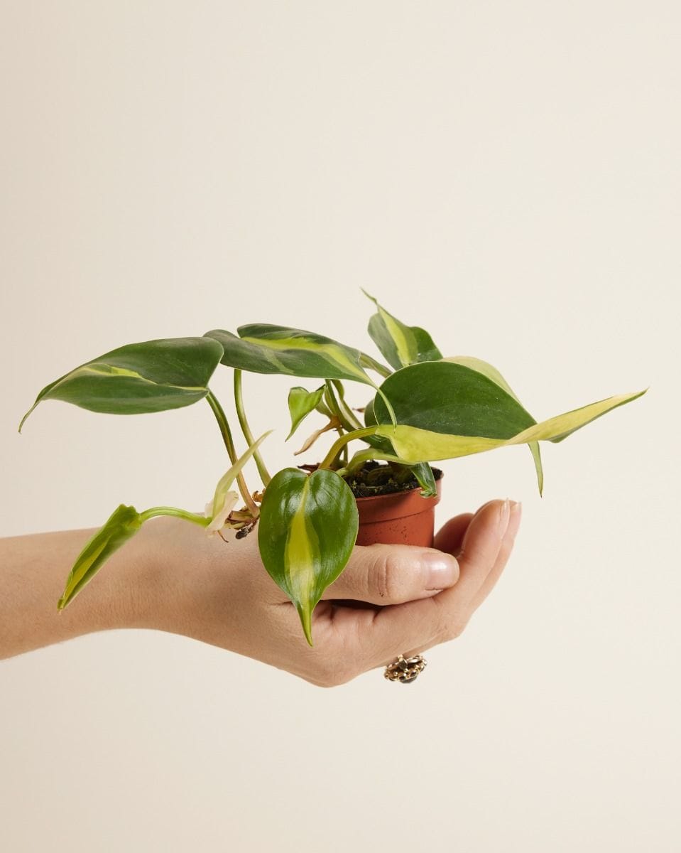 Baby Philodendron Brasil